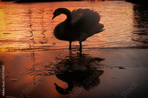 Schwan im Sonnenuntergang 