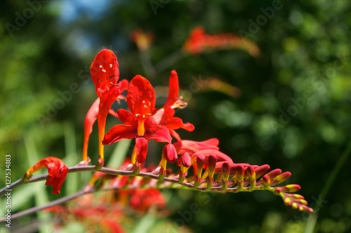 Rote Blume asiatisch