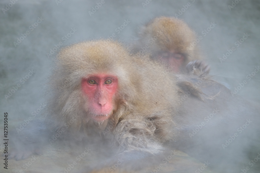 Naklejka premium 地獄谷のお猿さん