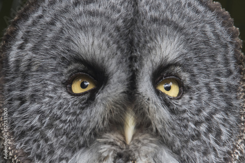 Great Gray Owl Closeup © Betty Sederquist