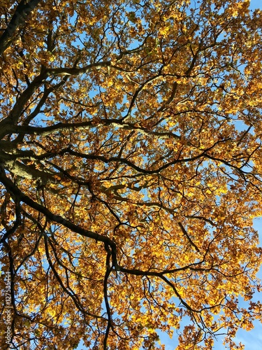 Autumn Canopy