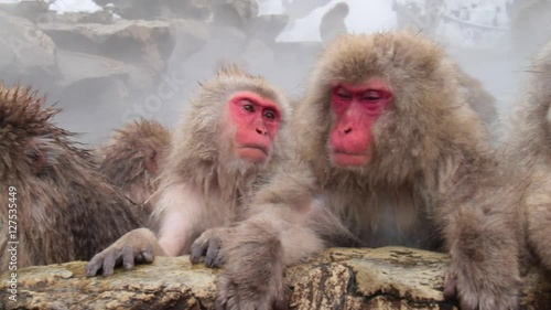 A snow monkey that enters a hot spring in winter. In Nagano Prefecture Jigokudani hot spring in Japan, wild monkeys enter hot springs.