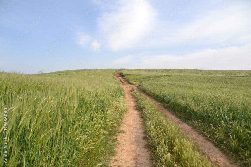 Path field Path field