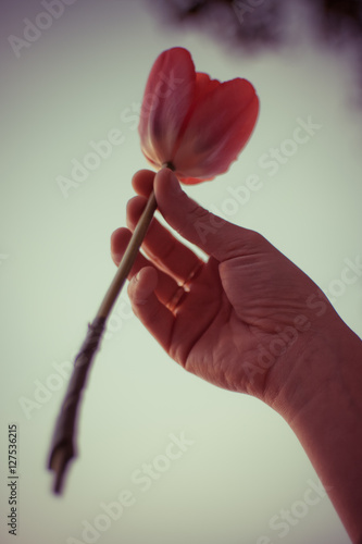 Pink tulip in the right woman hand. Girl holding a flower. photo