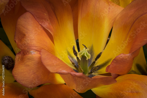 Orange Tulip Closeup photo