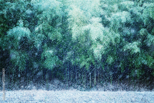竹, 竹林, 冬, 雪景色