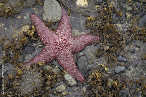 Starfish  Sitka Beach