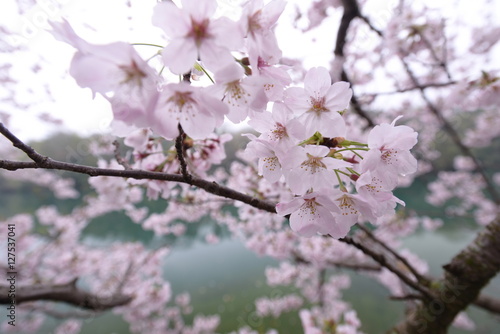 桜 © TOMOHITO YAMANISHI