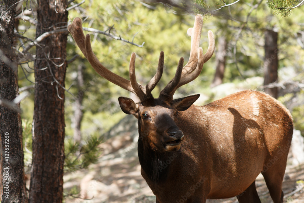 Bull elk Bull elk