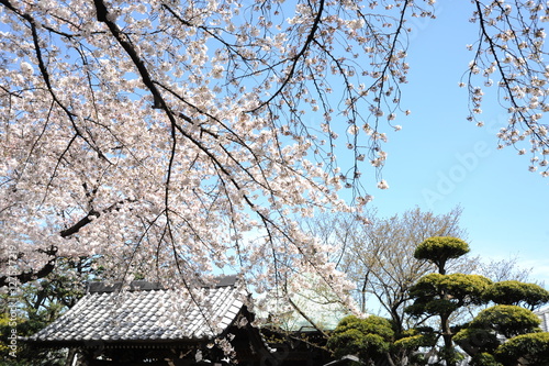 Wallpaper Mural 桜 Torontodigital.ca