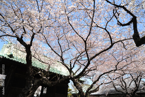 桜