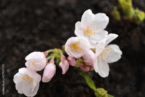 桜
