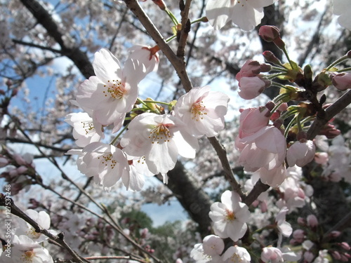 桜