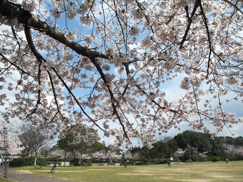 公園の桜