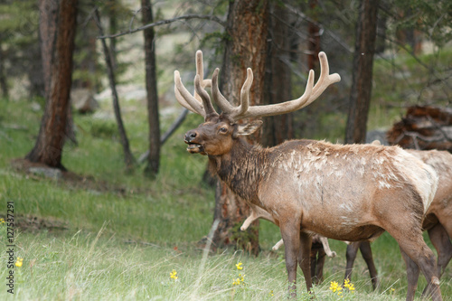 Bull elk