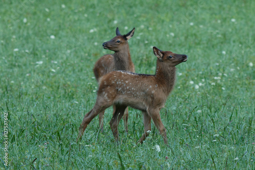 Elk calves playing