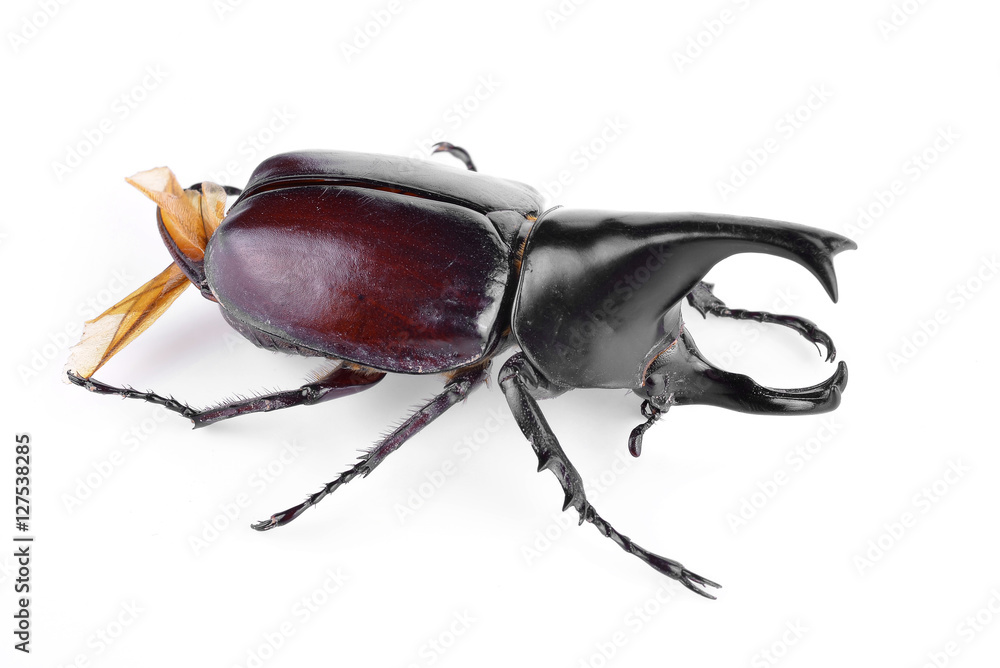 Black beetles isolated on white background. Black beetles isolated on white background.