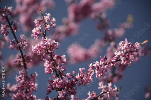 Shallow DOF - blossoming tree