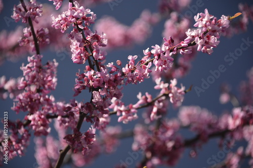 Shallow DOF - blossoming tree © BCMedia