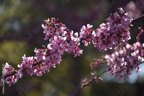 Shallow depth of field pink blossoms
