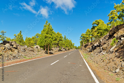 Road in pine grove photo