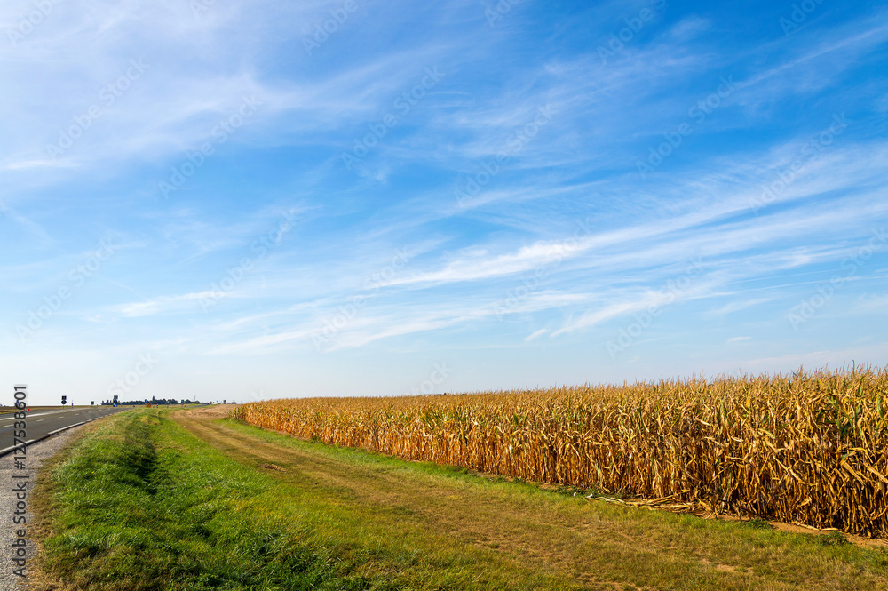 American farmland, landscape with blue sky
