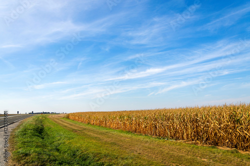 Obraz na płótnie American farmland, landscape with blue sky w salonie