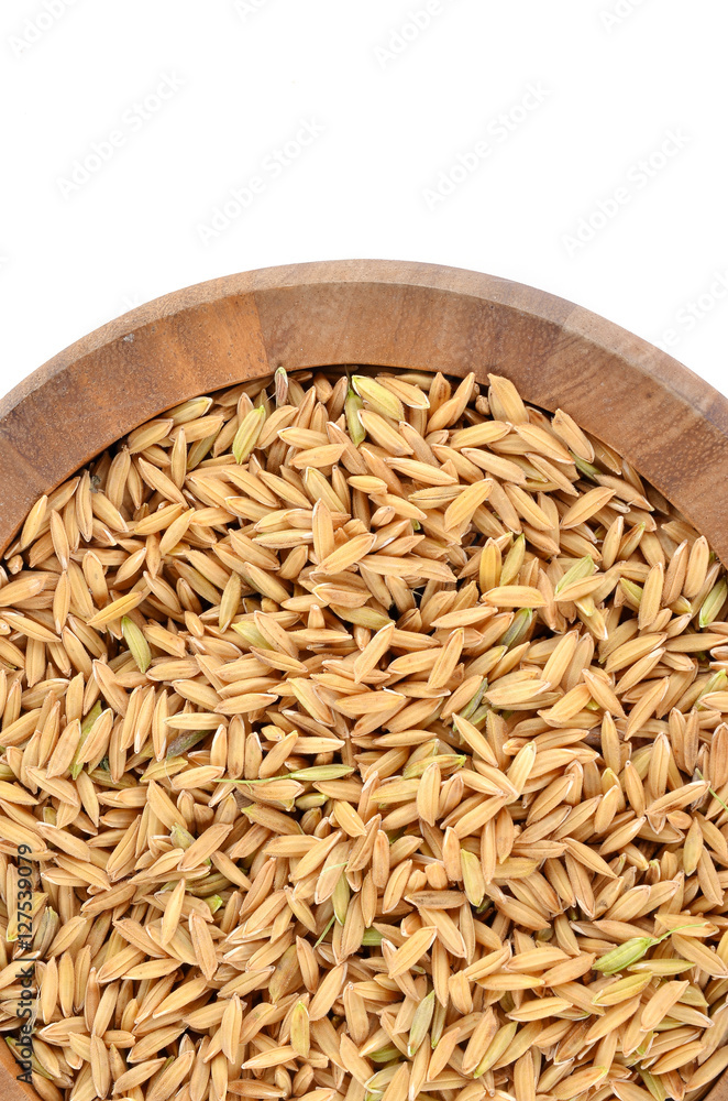 paddy seeds rice on white background paddy seeds rice on white background