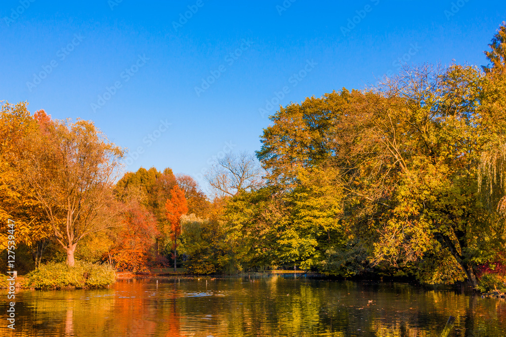 autumn forest landscape.  Golden autumn scenery. Autumn. Fall. Autumnal Park. Autumn Trees and Leaves