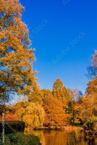 autumn forest landscape. Golden autumn scenery. Autumn. Fall. Autumnal Park. Autumn Trees and Leaves