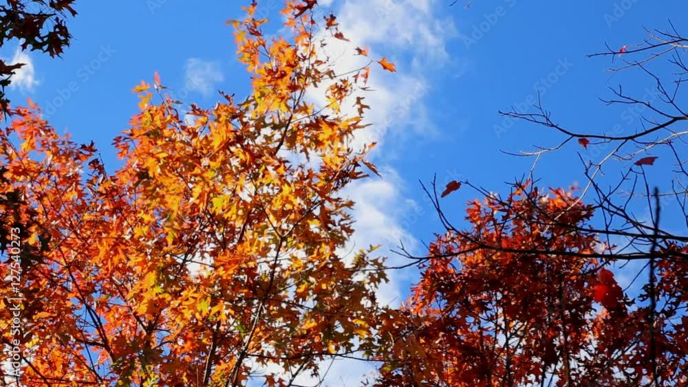 Autumnal trees and blue sky
Autumnal trees and blue sky