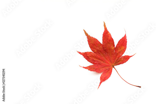 Japanese red maple isolated