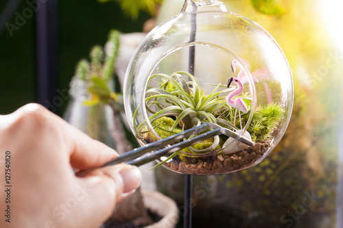 A terrarium garden scene in glass ball shape with Tillandsia, pebbles and flamingo toy inside and stainless forceps to decorate