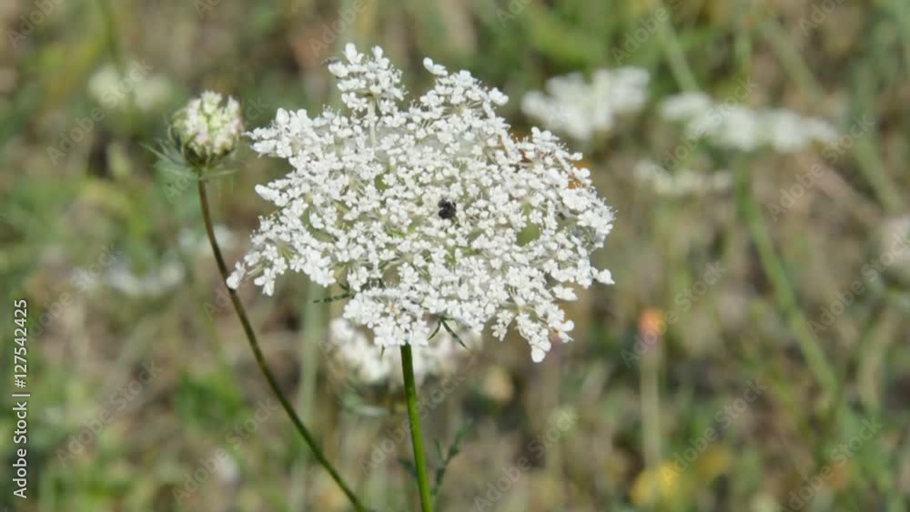 High grass and wild flowers High grass and wild flowers