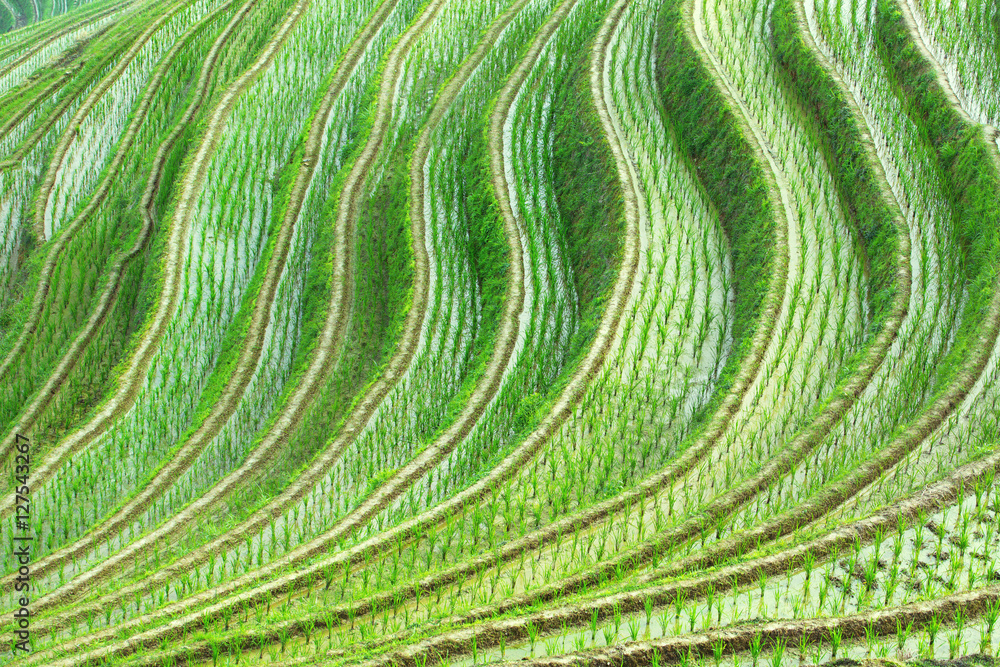 Fototapeta premium terraced fields