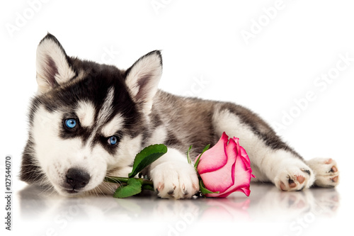 Cute husky puppy with flower © Natalia Chircova