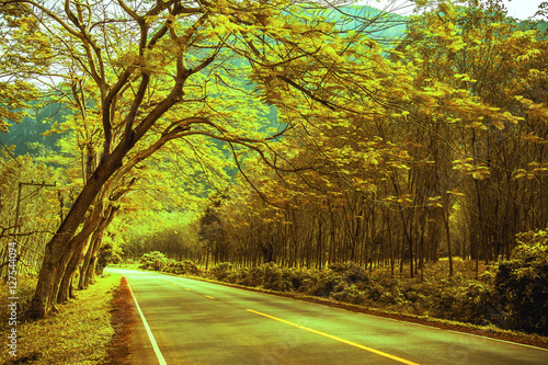 Beautiful road in the beautiful trees