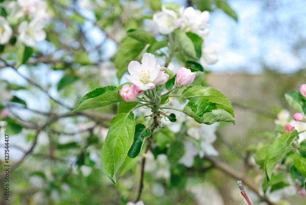 Fototapeta premium beautiful apple spring blossom tree in nature