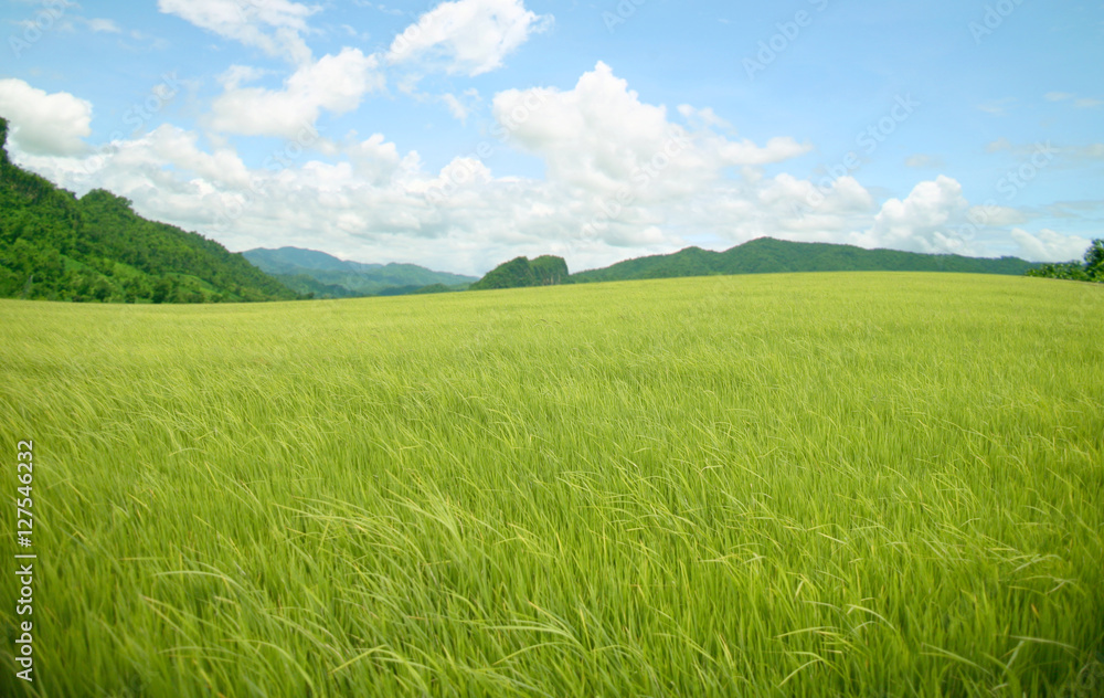 agriculture rice mountain agriculture rice mountain