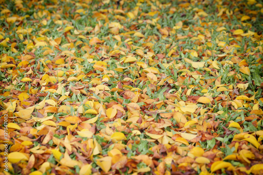 Yellow and brown leaves on the lawn in autumn. Yellow and brown leaves on the lawn in autumn.