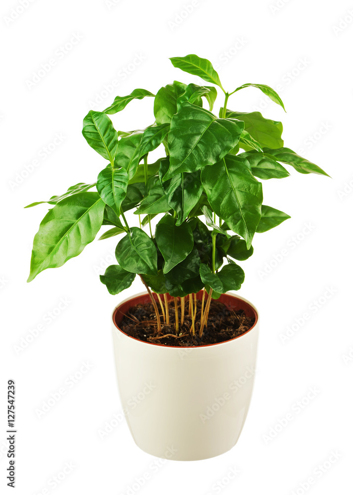 Coffee tree Arabica Plant in flower pot isolated on white background. Closeup. Coffee tree Arabica Plant in flower pot isolated on white background. Closeup.