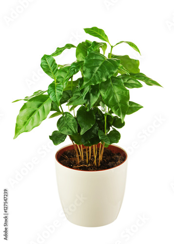 Coffee tree Arabica Plant in flower pot isolated on white background. Closeup.
