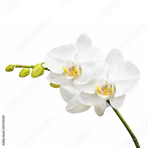 Fototapeta Naklejka Na Ścianę i Meble -  Three day old white orchid isolated on white background. Closeup.
