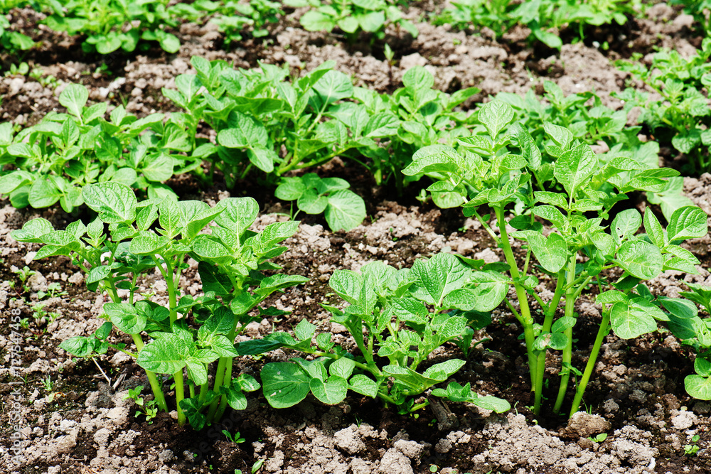 Rows of growth green potato plant in field. Selective focus. Rows of growth green potato plant in field. Selective focus.