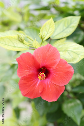 Red hibiscus flowers blossom in the garden.