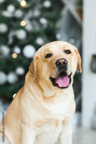 Labrador dog 