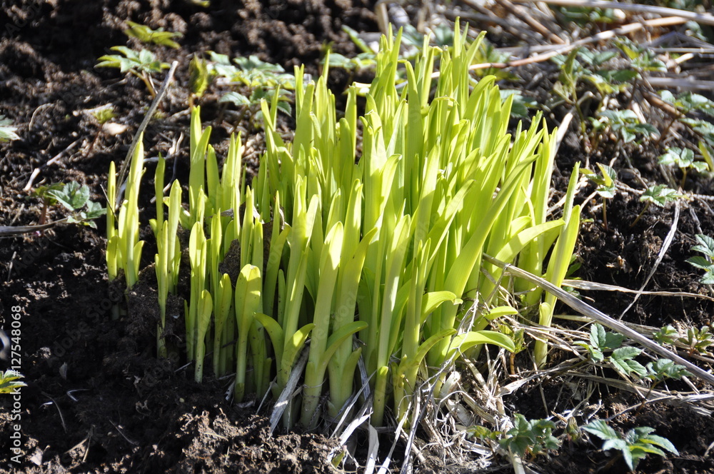 New green leaves growing from soil early spring New green leaves growing from soil early spring