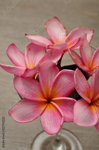 A row of pink frangipani flowers isolated on a white pebble back