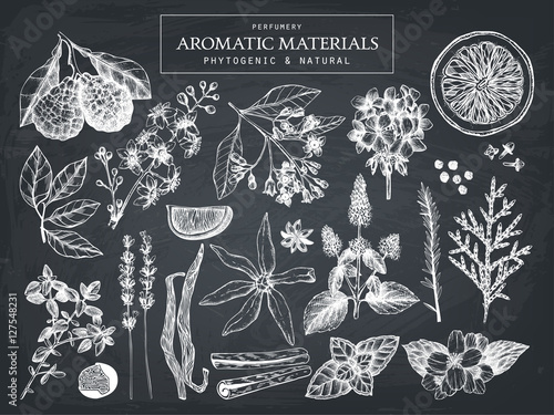 Vector collection of hand drawn perfumery materials and ingredients sketch. Vintage set of aromatic plants for perfumes and cosmetics on chalkboard