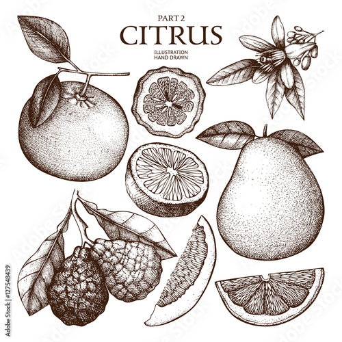 Vintage Ink hand drawn collection of citrus fruits sketch. Vector illustration of highly detailed citrus fruits on white background